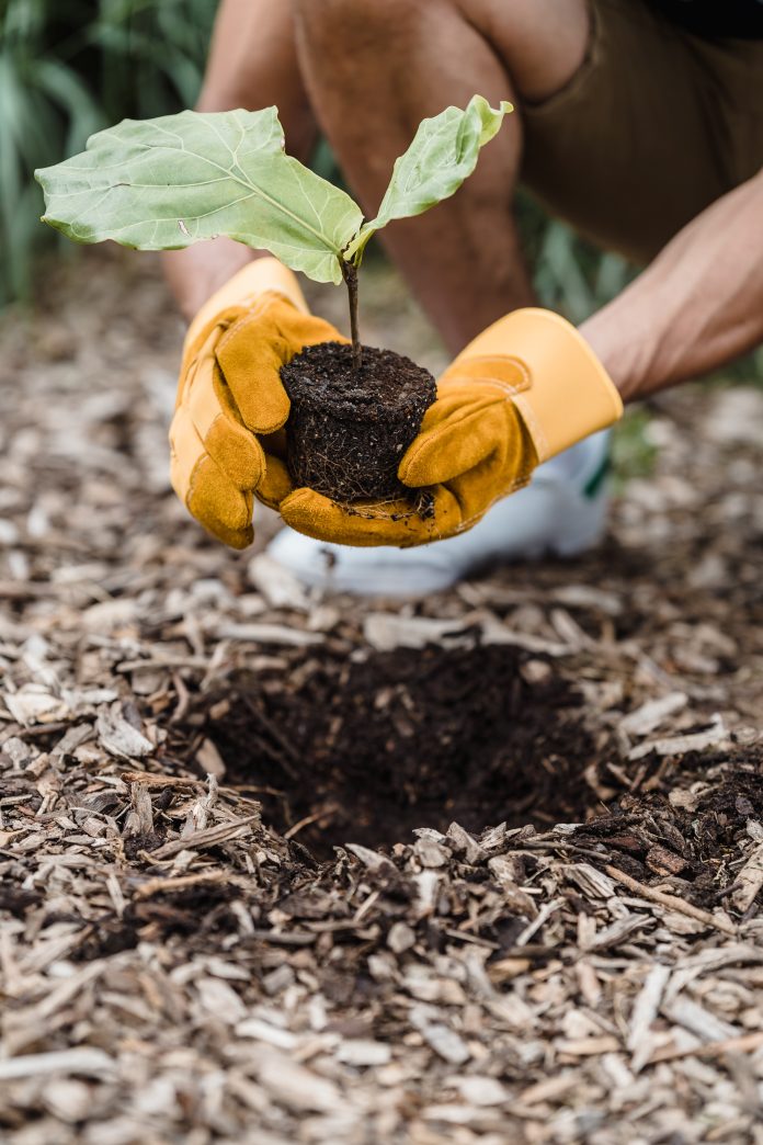 education for environmental sustainability