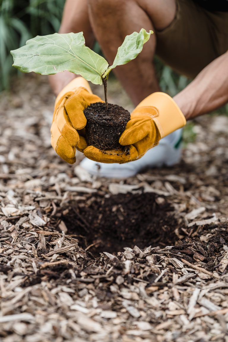 education for environmental sustainability