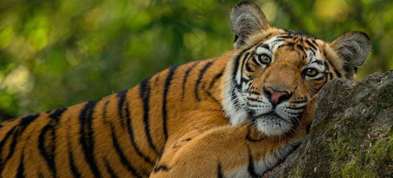 Global Biodiversity Agreement Secures $200 Billion Annual Boost for Nature Protection